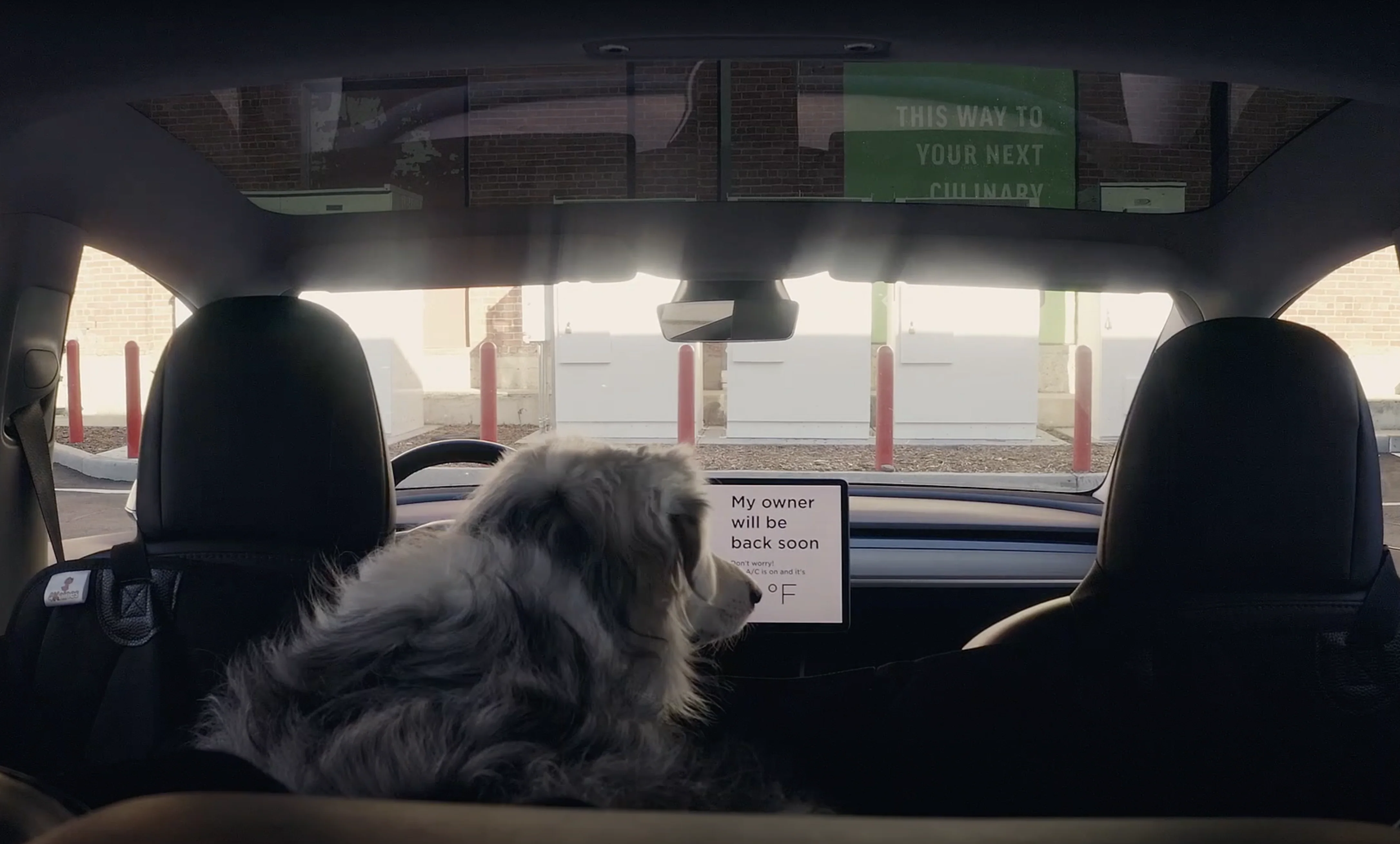 Premium Rear Seat Pet Cover for Tesla Model 3/Y and Model S/X - Image 4